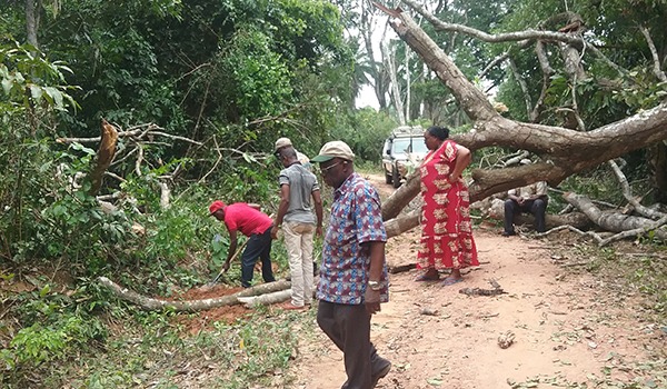 daniel-shungu-downed-trees