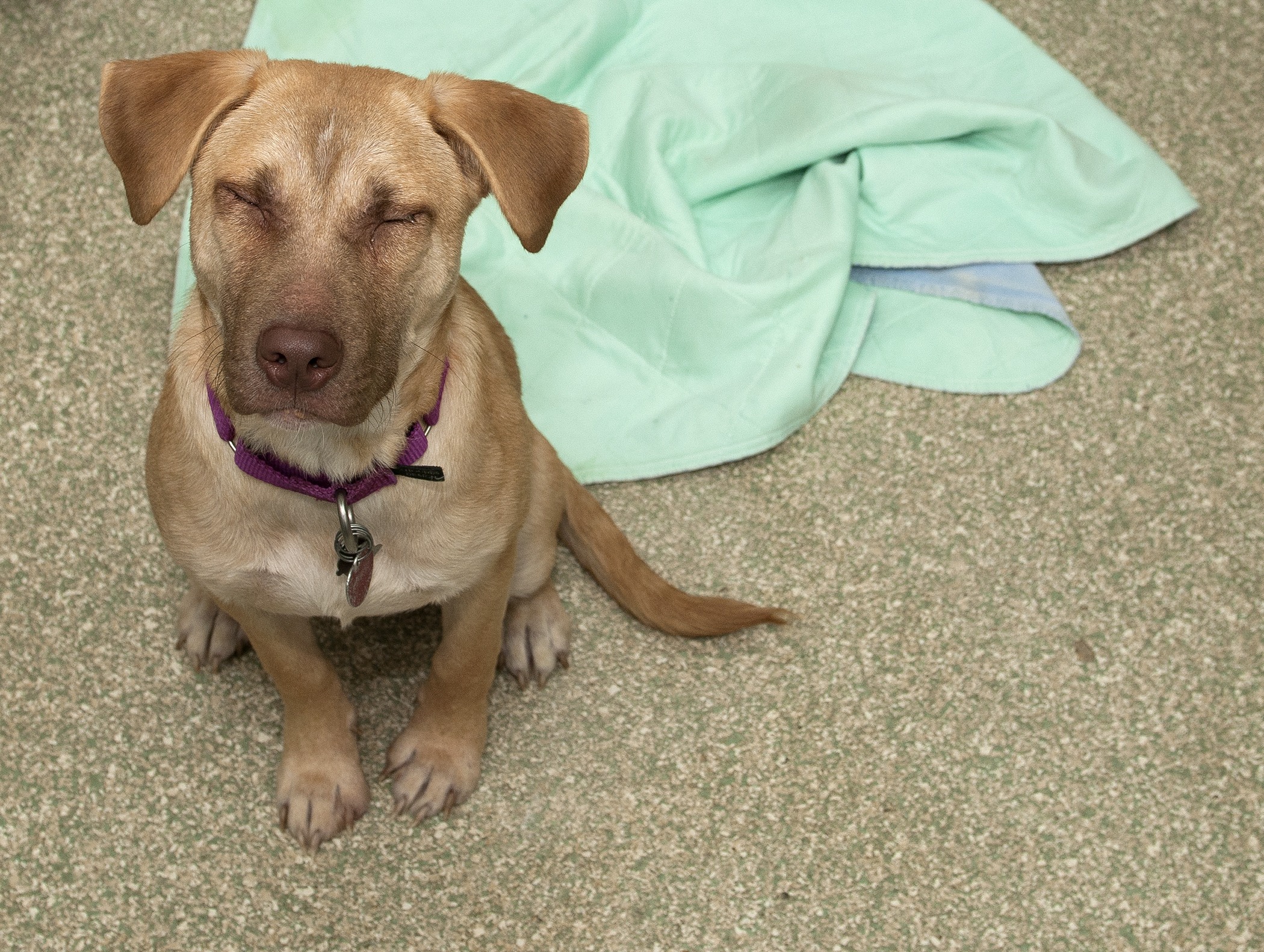 Dog with its eyes closed.